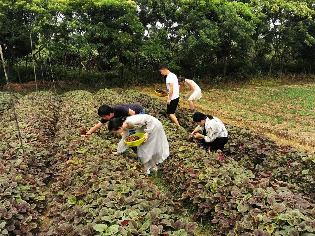 銘森農(nóng)家樂(lè)歡樂(lè)之旅.jpg